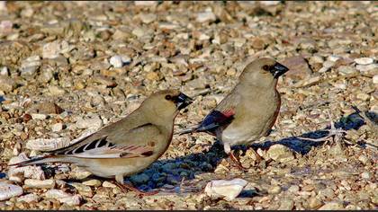 Boz alamecek