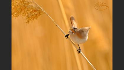 Bıyıklı baştankara » Bearded Reedling » Panurus biarmicus