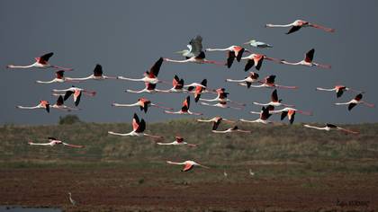 Flamingo