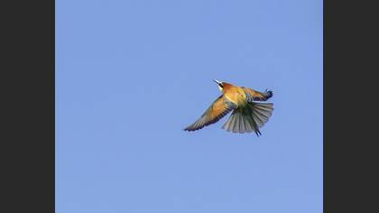 Arıkuşu » European Bee-eater » Merops apiaster