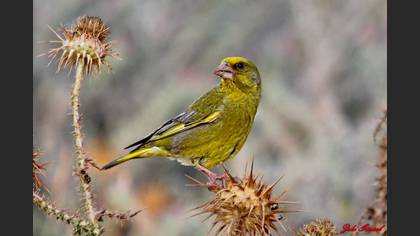 Florya » European Greenfinch » Chloris chloris