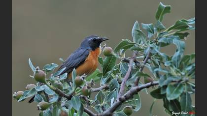 Taşbülbülü » White-throated Robin » Irania gutturalis