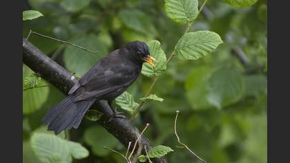 Karatavuk » Common Blackbird » Turdus merula