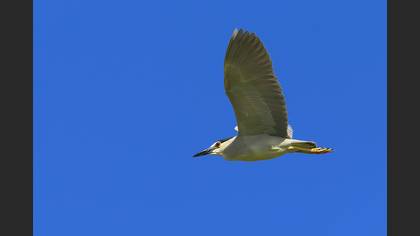 Gece balıkçılı » Black-crowned Night Heron » Nycticorax nycticorax