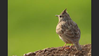 Tepeli toygar » Crested Lark » Galerida cristata