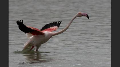 Flamingo