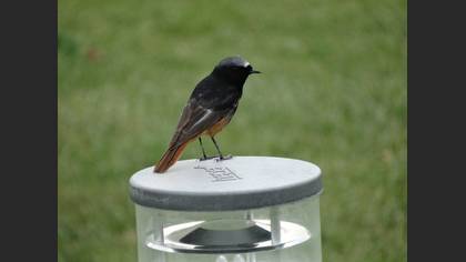Kara kızılkuyruk » Black Redstart » Phoenicurus ochruros