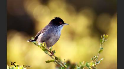 Maskeli ötleğen » Sardinian Warbler » Sylvia melanocephala
