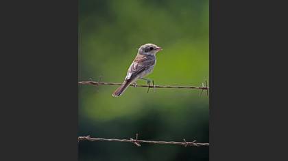 Kızılsırtlı örümcekkuşu » Red-backed Shrike » Lanius collurio