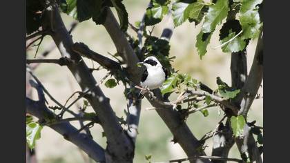 Karakulaklı kuyrukkakan » Black-eared Wheatear » Oenanthe melanoleuca