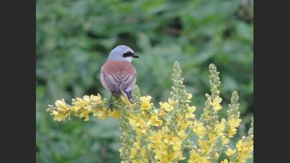 Kızılsırtlı örümcekkuşu » Red-backed Shrike » Lanius collurio