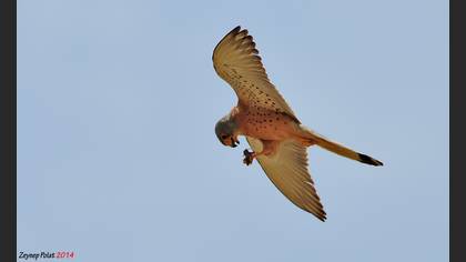 Küçük kerkenez » Lesser Kestrel » Falco naumanni