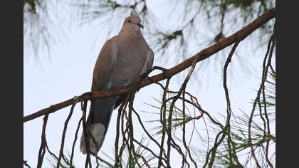 Kumru » Eurasian Collared Dove » Streptopelia decaocto