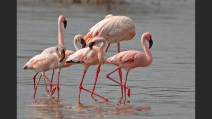 Küçük flamingo