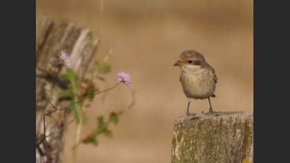 Kızılsırtlı örümcekkuşu » Red-backed Shrike » Lanius collurio