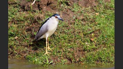 Gece balıkçılı
