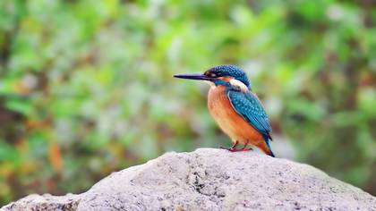 Yalıçapkını » Common Kingfisher » Alcedo atthis