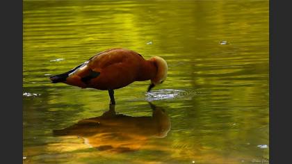 Angıt » Ruddy Shelduck » Tadorna ferruginea