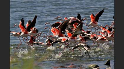 Flamingo » Greater Flamingo » Phoenicopterus roseus
