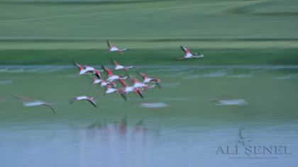 Flamingo