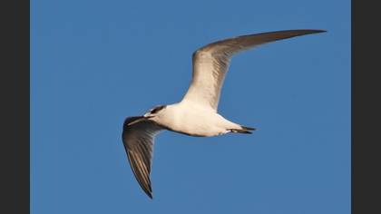 Karagagalı sumru » Sandwich Tern » Thalasseus sandvicensis
