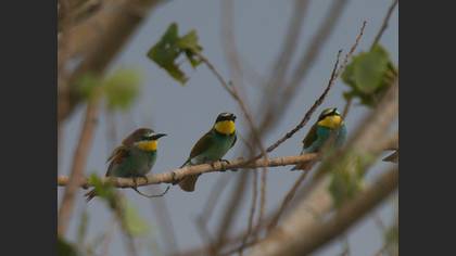 Arıkuşu » European Bee-eater » Merops apiaster