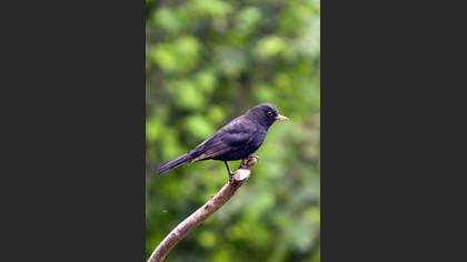 Karatavuk » Common Blackbird » Turdus merula