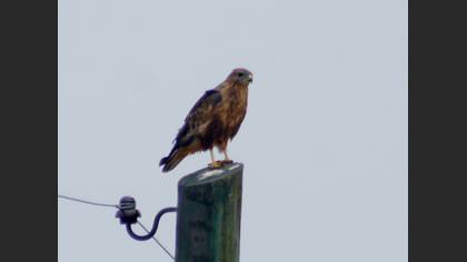 Kızıl şahin » Long-legged Buzzard » Buteo rufinus