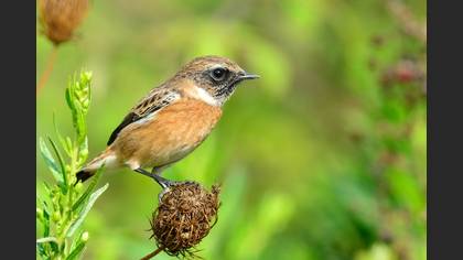 Taşkuşu » European Stonechat » Saxicola rubicola