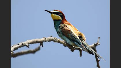 Arıkuşu » European Bee-eater » Merops apiaster
