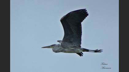Gri balıkçıl » Grey Heron » Ardea cinerea
