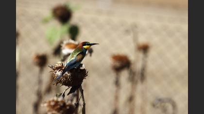 Arıkuşu » European Bee-eater » Merops apiaster