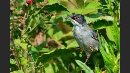 Maskeli ötleğen » Sardinian Warbler » Sylvia melanocephala