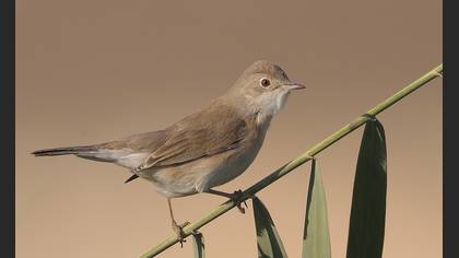 Pembegöğüslü ötleğen