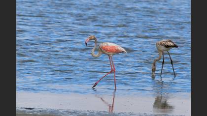 Flamingo