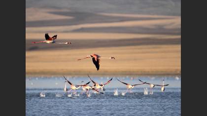 Flamingo