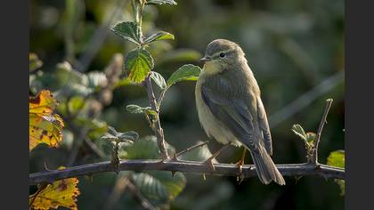 Söğütbülbülü » Willow Warbler » Phylloscopus trochilus
