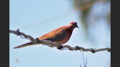 Küçük kumru » Laughing Dove » Spilopelia senegalensis