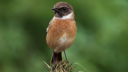 Taşkuşu » European Stonechat » Saxicola rubicola