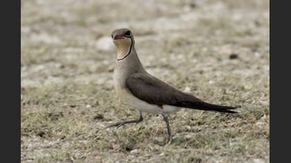 Bataklıkkırlangıcı » Collared Pratincole » Glareola pratincola