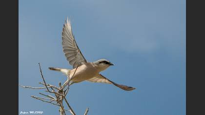 Kızılsırtlı örümcekkuşu » Red-backed Shrike » Lanius collurio