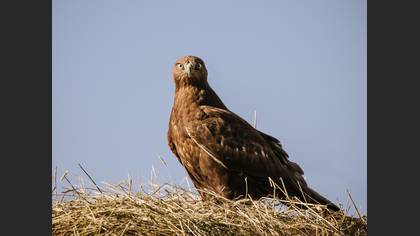 Kızıl şahin » Long-legged Buzzard » Buteo rufinus