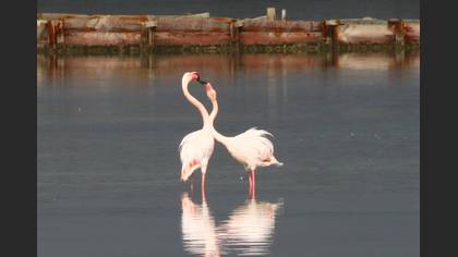 Flamingo