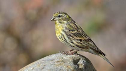 Küçük iskete