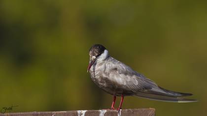 Bıyıklı sumru