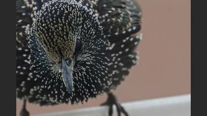 Sığırcık » Common Starling » Sturnus vulgaris