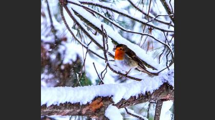 Kızılgerdan » European Robin » Erithacus rubecula