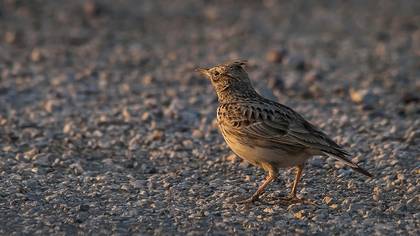 Tepeli toygar » Crested Lark » Galerida cristata