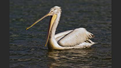 Tepeli pelikan » Dalmatian Pelican » Pelecanus crispus