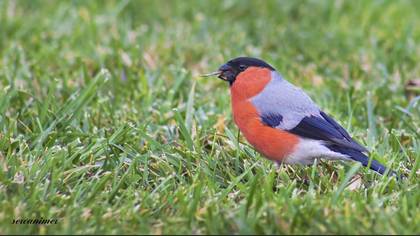 Şakrak » Eurasian Bullfinch » Pyrrhula pyrrhula